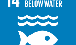 I negoziati per un nuovo accordo relativo alla conservazione e l’uso sostenibile delle risorse marine biologiche internazionali