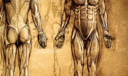 Il “dono” del corpo alla scienza. Dialogo interdisciplinare a cinque anni dalla L. n. 10/2020